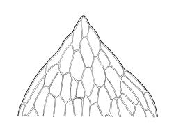 Entosthodon laxus, leaf apex. Drawn from A.J. Fife 5910, CHR 104741.
 Image: R.C. Wagstaff © Landcare Research 2019 CC BY 3.0 NZ